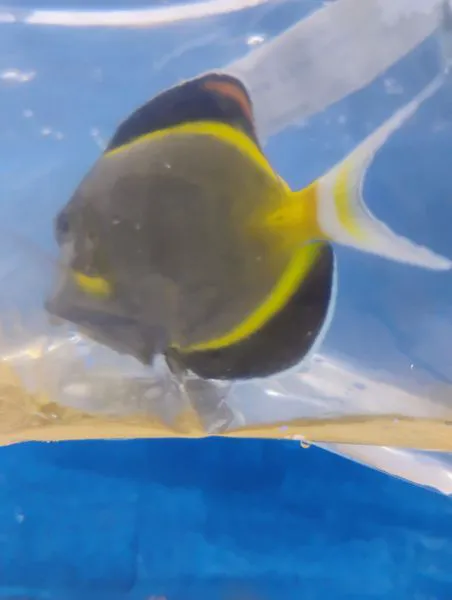 More Than Fish Aquarium and Pets Picture 4
