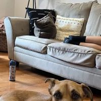 Pocopson Veterinary Station PC ico