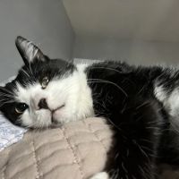 Veterinary Dentistry Specialists ico