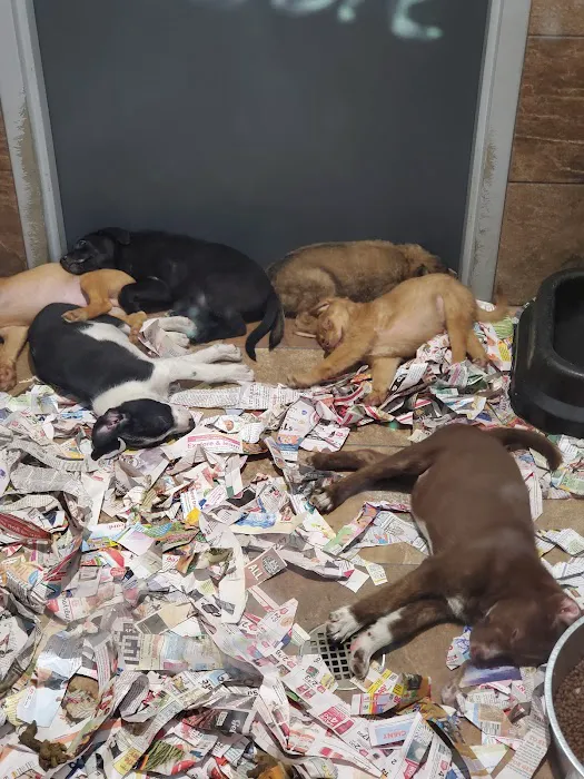 Pets Plus - Lansdale Picture 4
