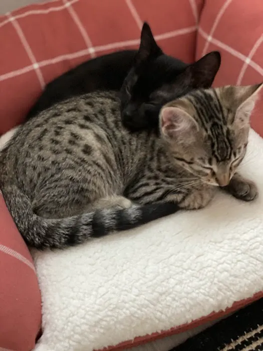 Pets Plus - Lansdale Picture 8