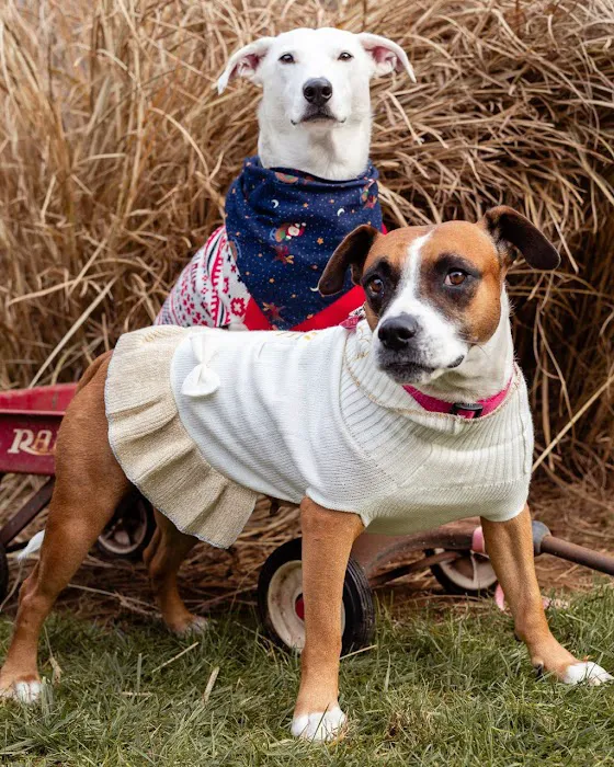 Brandywine Valley SPCA Animal Health Center | Malvern Picture 10