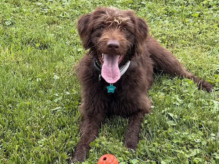 Brandywine Valley Spca - Veterinarian services Picture 1