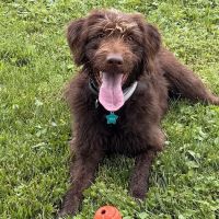 Brandywine Valley Spca - Veterinarian services ico
