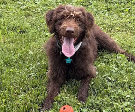 Brandywine Valley Spca - Veterinarian services