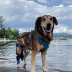 Affinity Veterinary Center of Malvern
