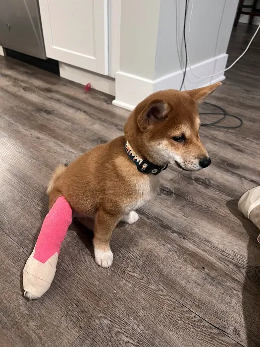 Affinity Veterinary Center of Malvern Picture 4