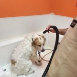 Bark Ave Pet Supplies