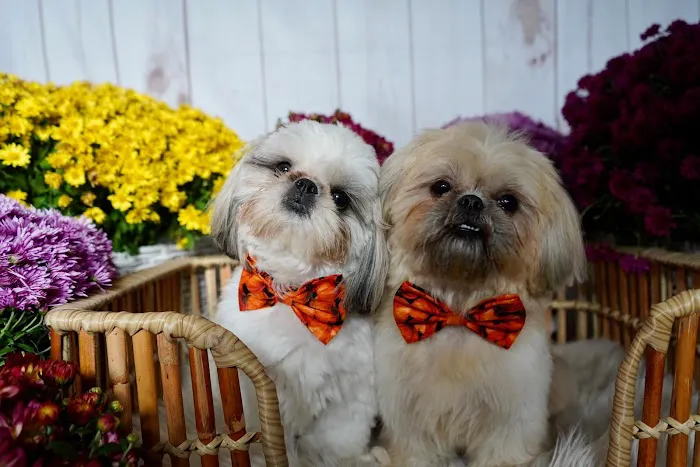 Bark Ave Pet Supplies Picture 7
