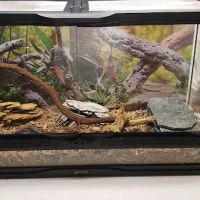 Cold Blooded Kingdom ico