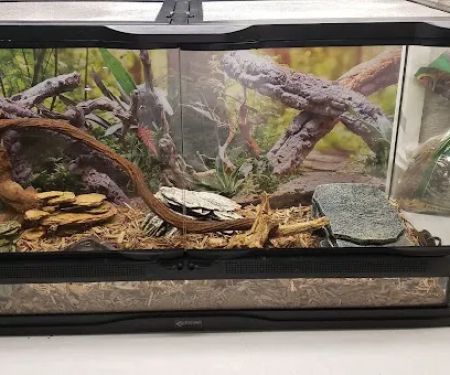 Cold Blooded Kingdom