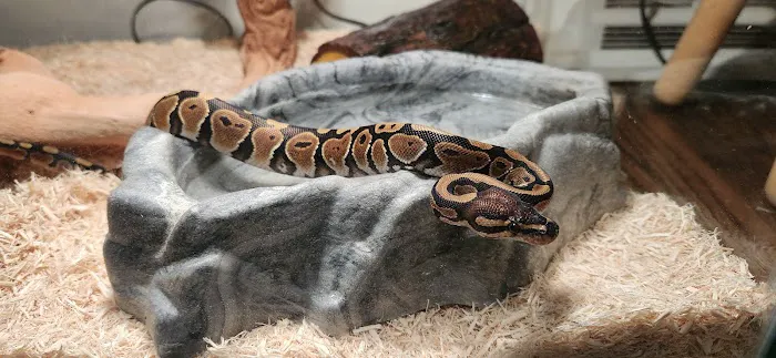 Cold Blooded Kingdom Picture 4