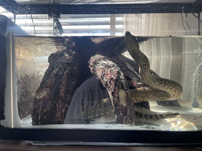 Cold Blooded Kingdom Picture 7