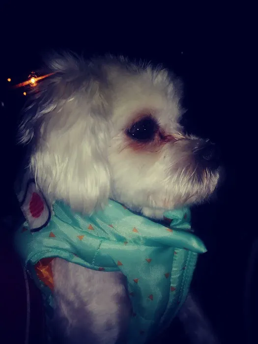 Trenton Veterinary Hospital Picture 9