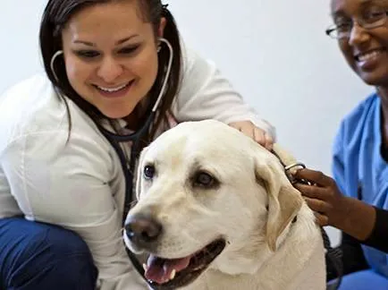 West Trenton Animal Hospital Picture 7