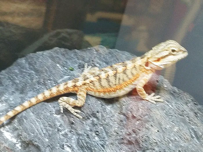 Petco Picture 3