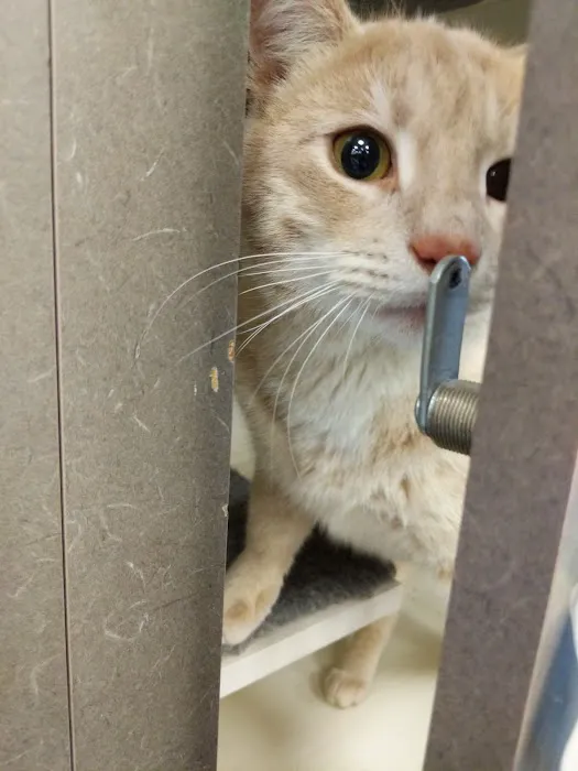 Petco Picture 4