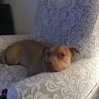 Ewing Veterinary Hospital ico