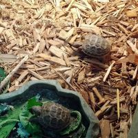 Dart Frogs To Dogs ico