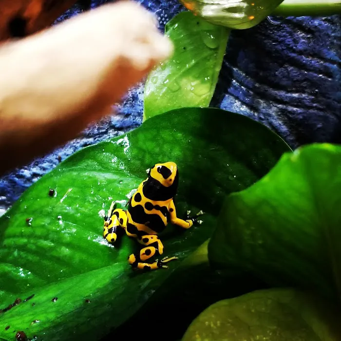 Dart Frogs To Dogs Picture 9