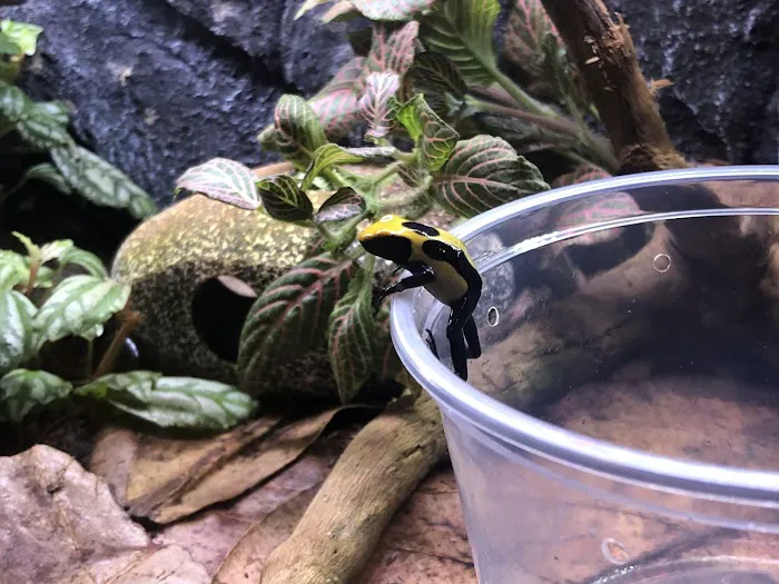Dart Frogs To Dogs Picture 8