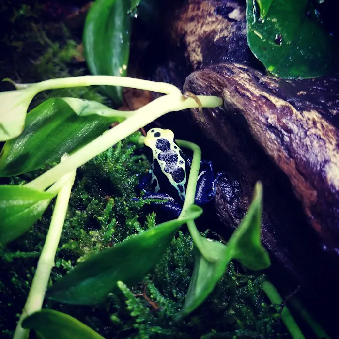 Dart Frogs To Dogs Picture 5