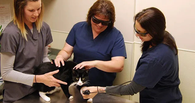 Chesterfield Veterinary Clinic Picture 1