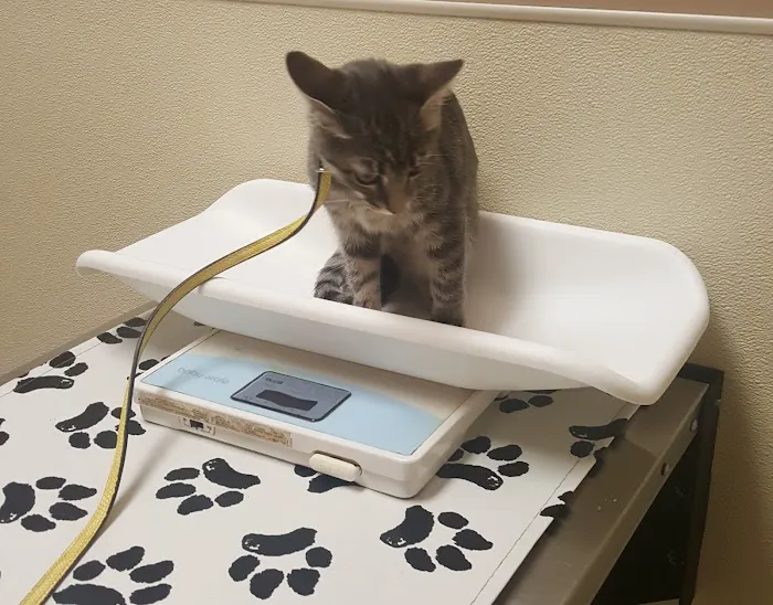 Chesterfield Veterinary Clinic Picture 9