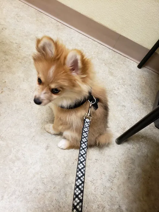 Chesterfield Veterinary Clinic Picture 10