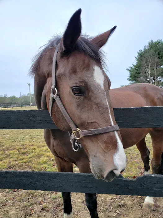 East Coast Equine Performance, LLC Picture 2