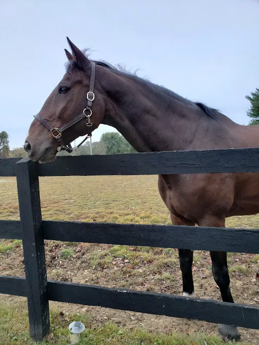 East Coast Equine Performance, LLC Picture 1