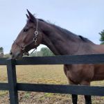 East Coast Equine Performance, LLC