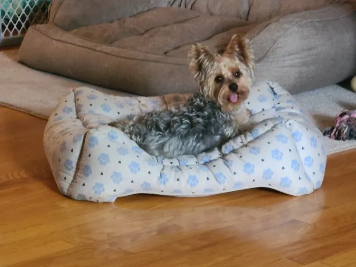 Canines-N-Critters Picture 5