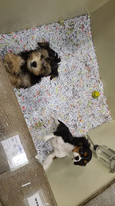 Canines-N-Critters Picture 7