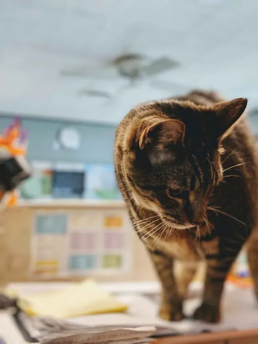 Dickinson McNeill Veterinary Clinic Picture 7