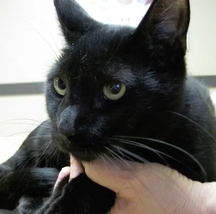Dickinson McNeill Veterinary Clinic Picture 8
