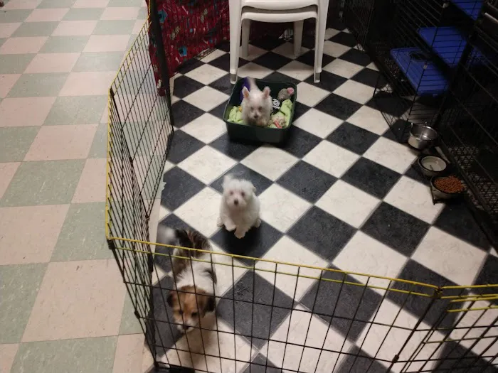 Critter Place LLC Picture 7