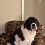 Amy's Animals Holistic Canine & Feline Nutrition Center
