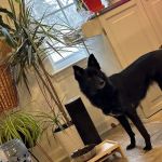 Joint Base MDL Veterinary Clinic