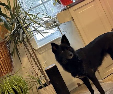 Joint Base MDL Veterinary Clinic