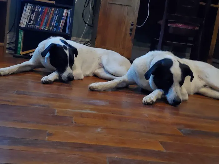 Yardville Animal Hospital Picture 1