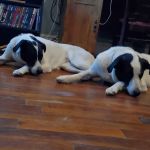 Yardville Animal Hospital