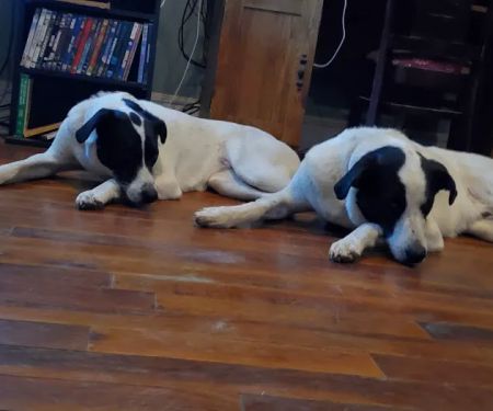 Yardville Animal Hospital