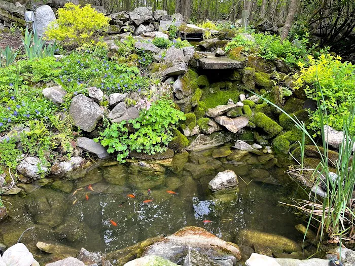 The Koi Story Fish Farm Picture 2