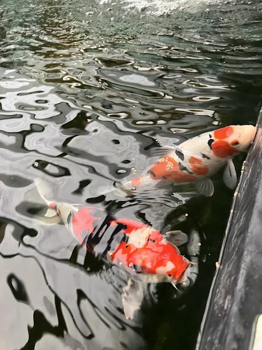 The Koi Story Fish Farm Picture 4