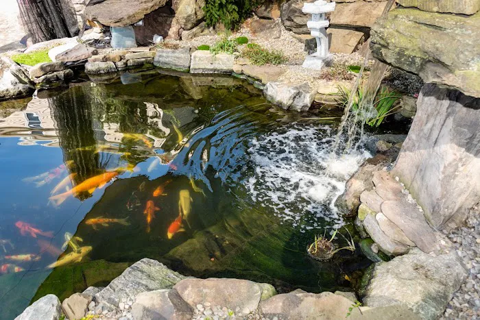 The Koi Story Fish Farm Picture 5