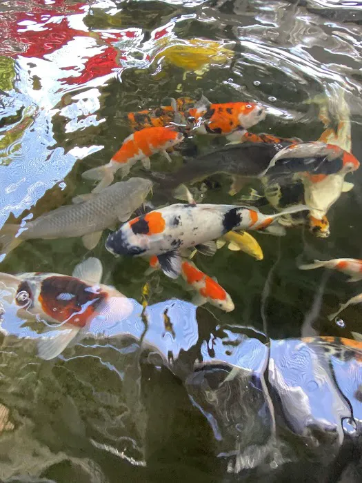 The Koi Story Fish Farm Picture 9