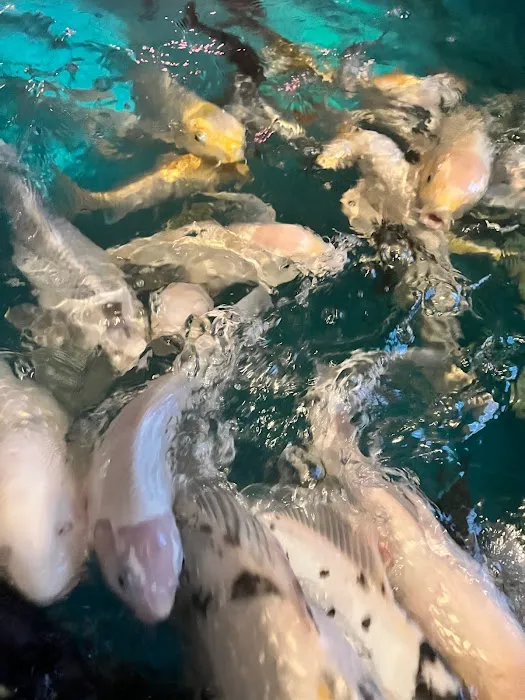 The Koi Story Fish Farm Picture 8