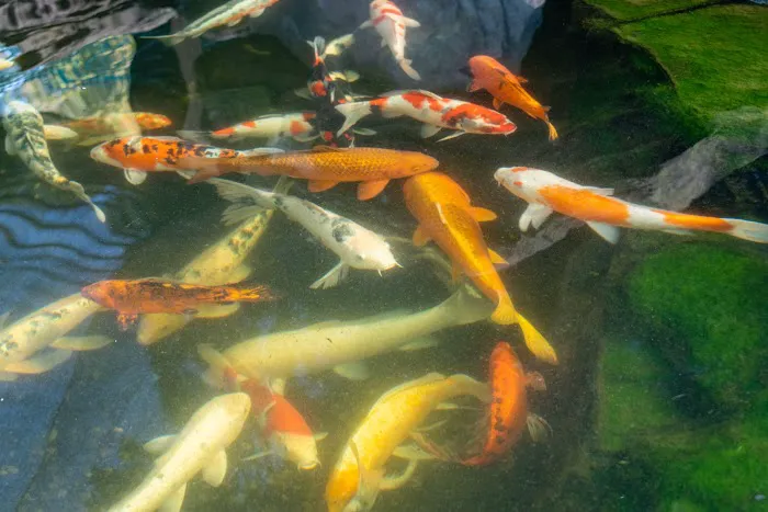 The Koi Story Fish Farm Picture 10