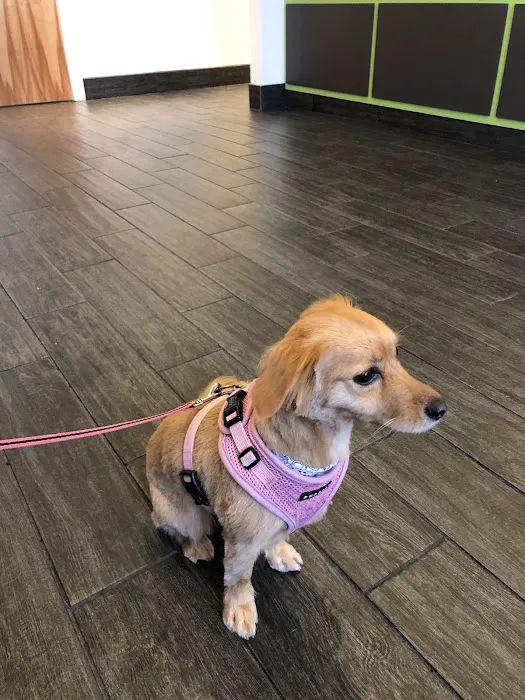 Phoenixville Animal Hospital Picture 10